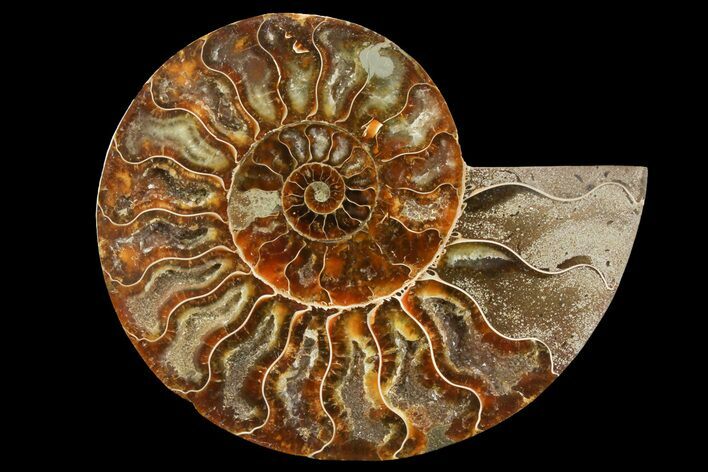 Cut & Polished Ammonite Fossil (Half) - Madagascar #157968